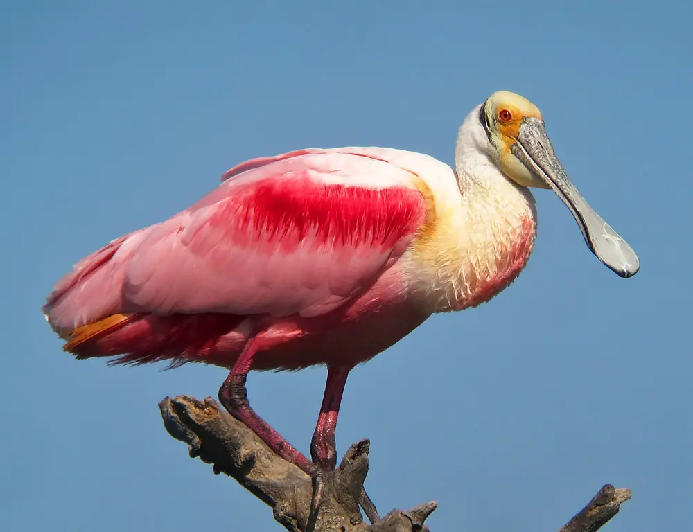 Roseate Spoonbill