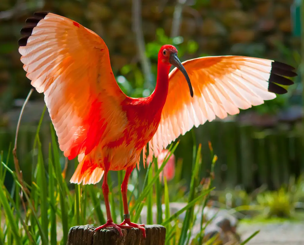 Scarlet Ibis