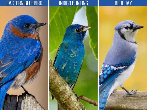 Blue Birds - Birds by Color - North American Blue Birds - Birds of North  America