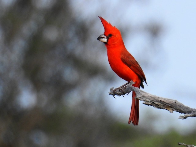 Vermilion Cardinal