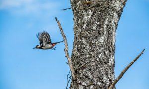 Woodpecker-in-flight_1