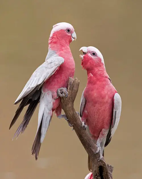 pink-birds_3