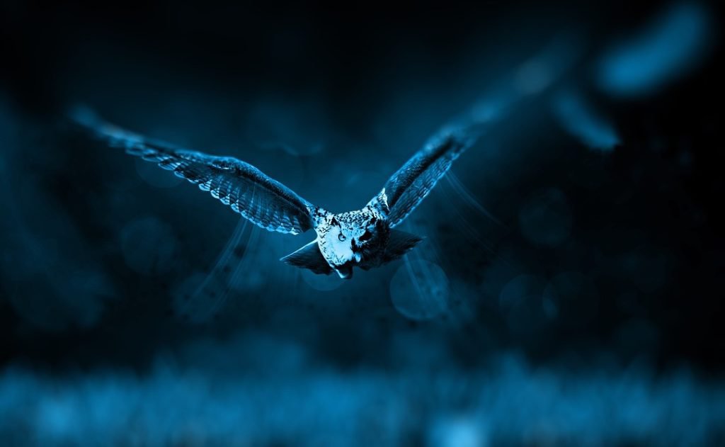owl flying at night