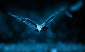 owl flying at night