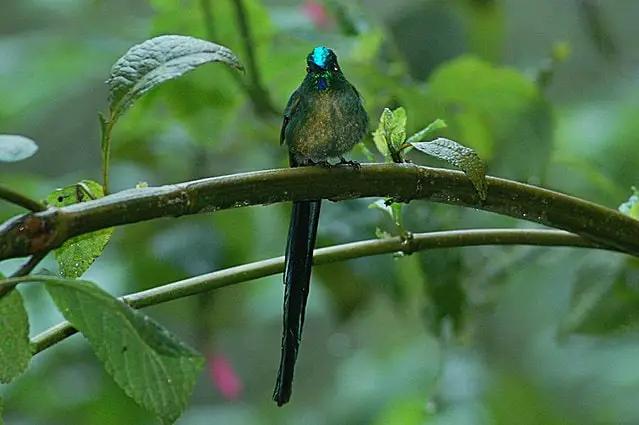 Long-tailed Sylph