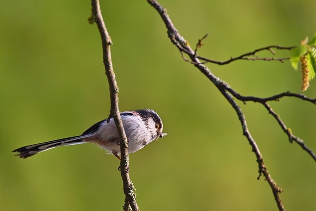 Long-tailed Tit
