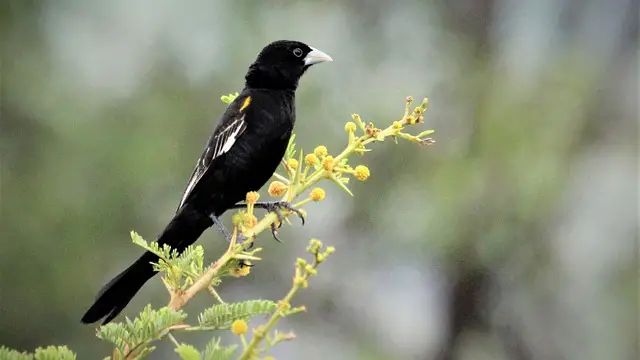 Long-tailed Widowbird