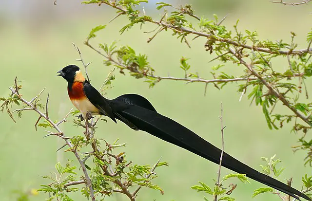 Paradise Whydah