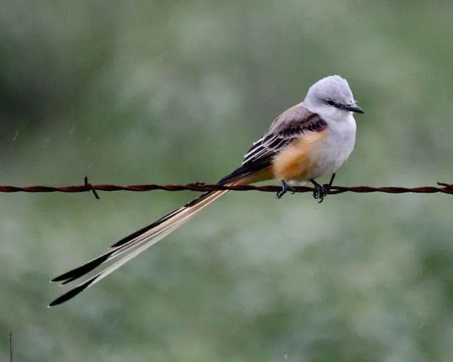 Scissor-tailed Flycatcher