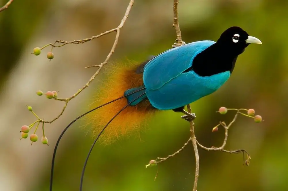 Superb Bird of Paradise