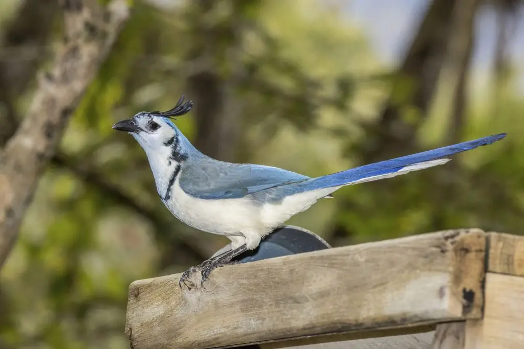 White-throated Magpie Jay