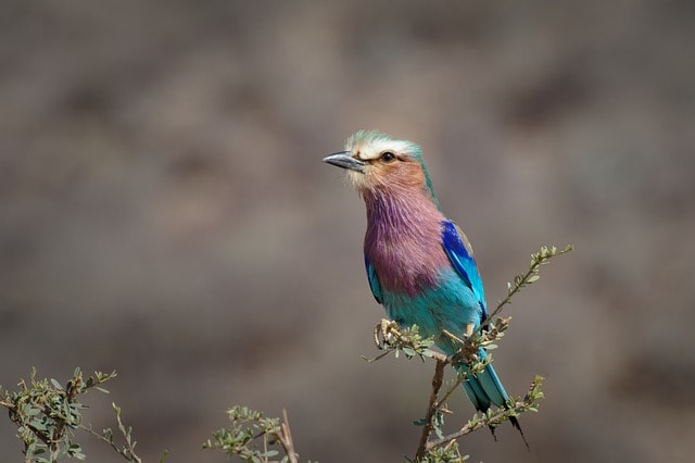 bird with long tail - reason behind it