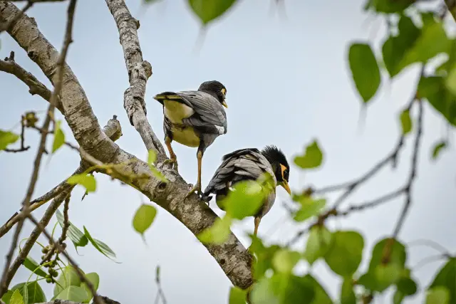 birds perched on a tree branch