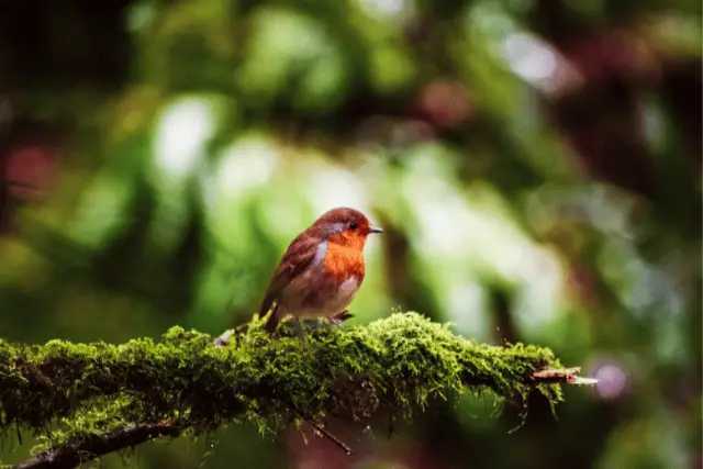 birds that look like robins - featured image