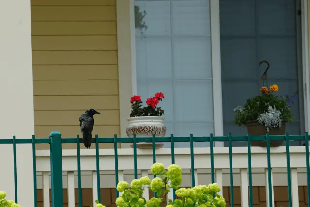 grackle on the porch