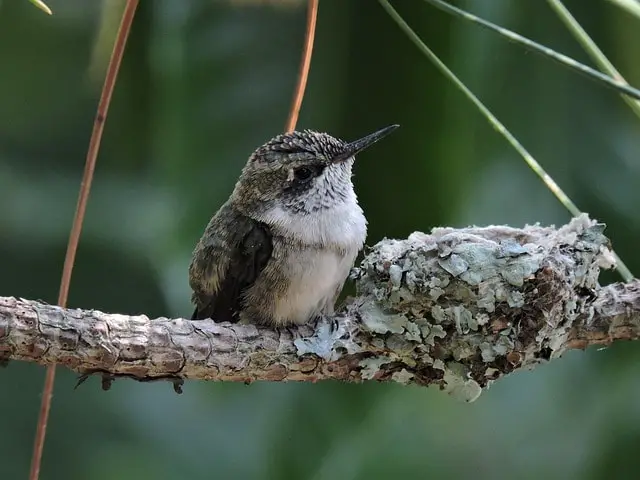 hummingbird guarding its nest