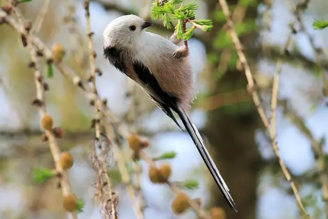 long tailed bird - featured image