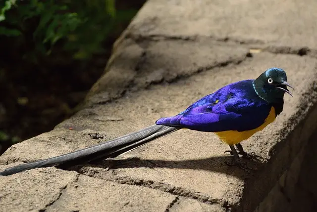 glossy starling