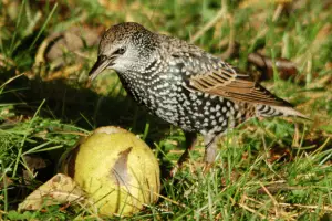 starling - featured image