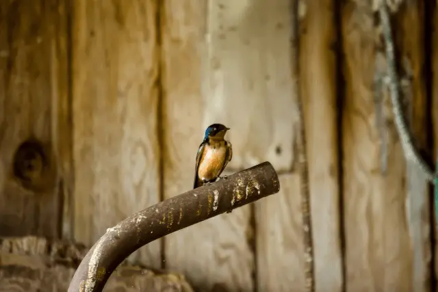 swallow in a barn - featured image