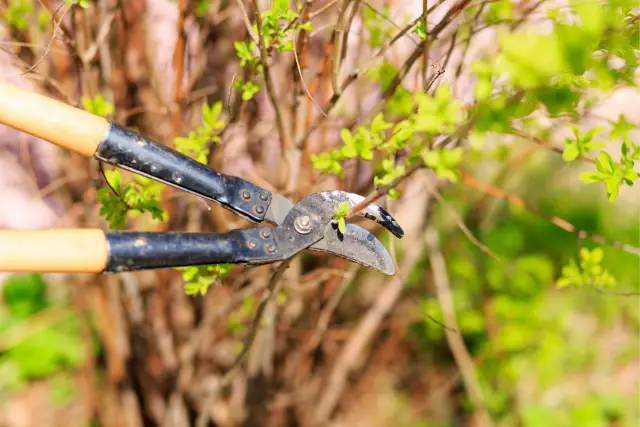 trimming tree branches