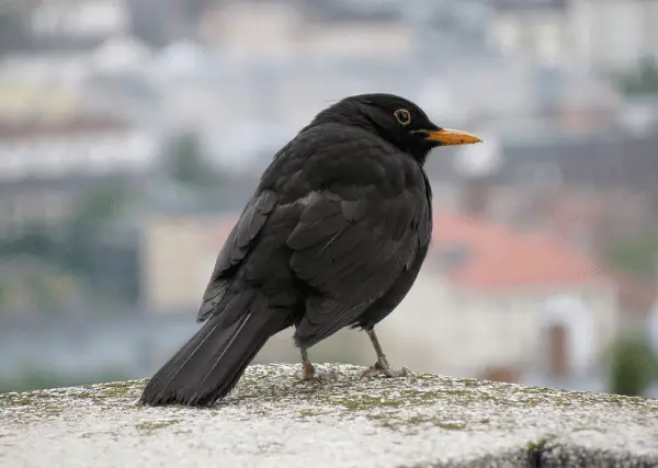 Black Thrush