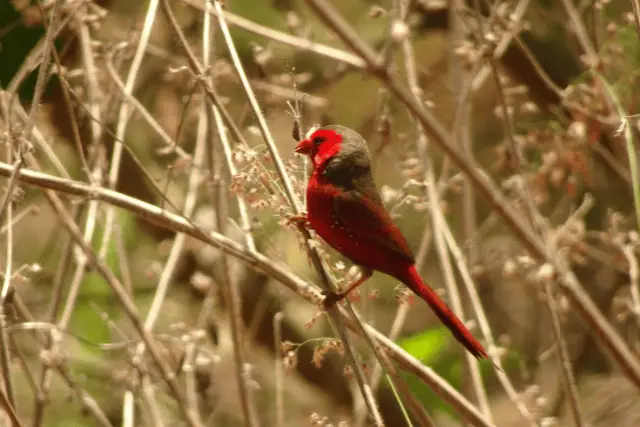Crimson-breasted Finch