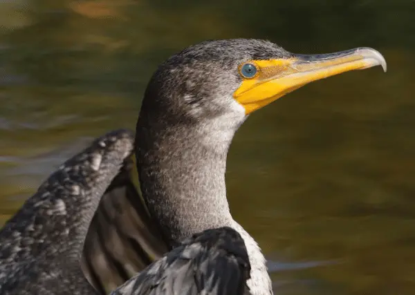 Double-crested Cormoran