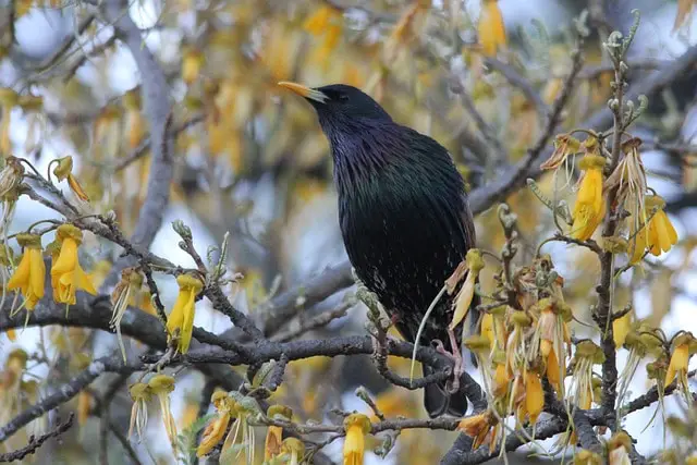 European Starling