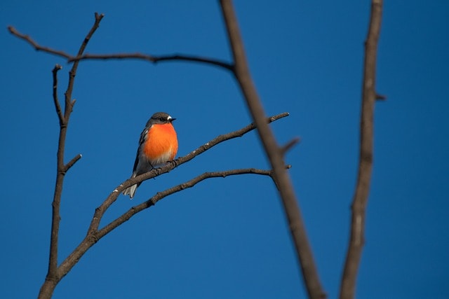 Flame Robin