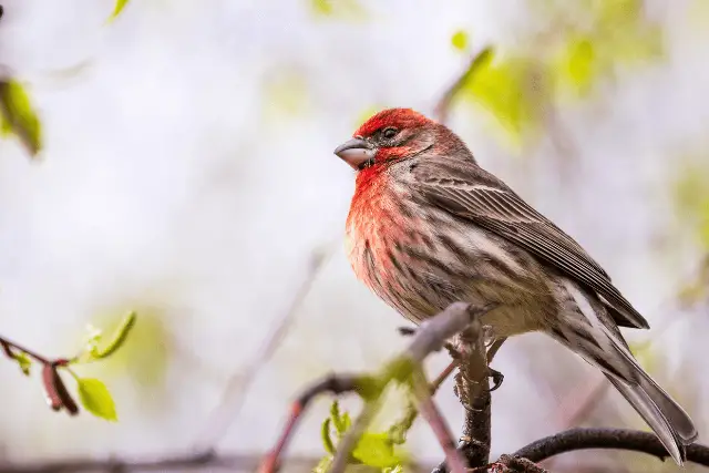 House Finch
