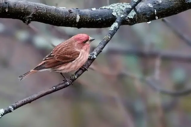 Purple Finch