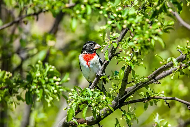 Rose-breasted Grosbeak