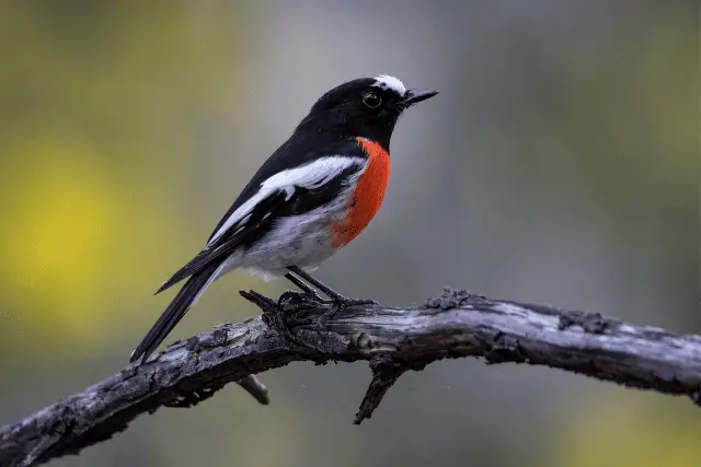 Scarlet Robin