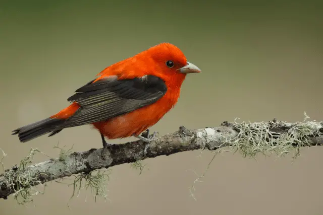 Scarlet Tanager