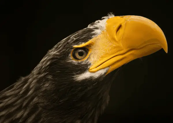 Steller's Sea Eagle