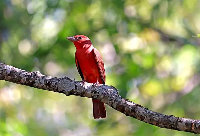 Summer Tanager
