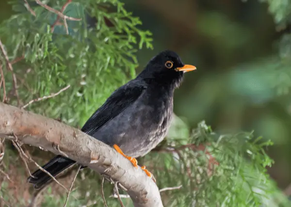 Yellow-Legged Thrush