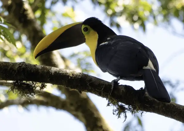 Yellow-Throated Toucan