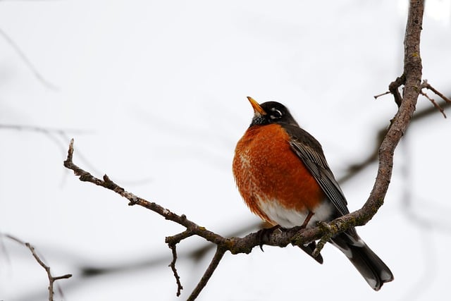 american robin
