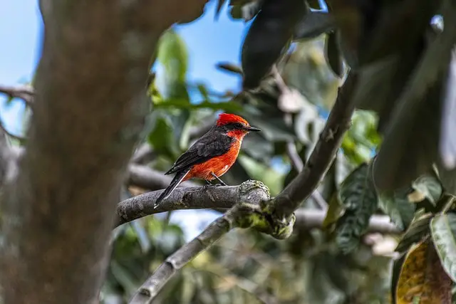 birds with red chest - featured image
