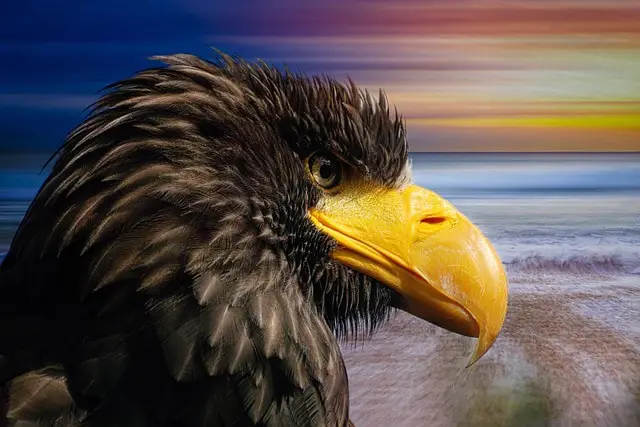 black bird with yellow beaks - featured image