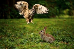 owl attack