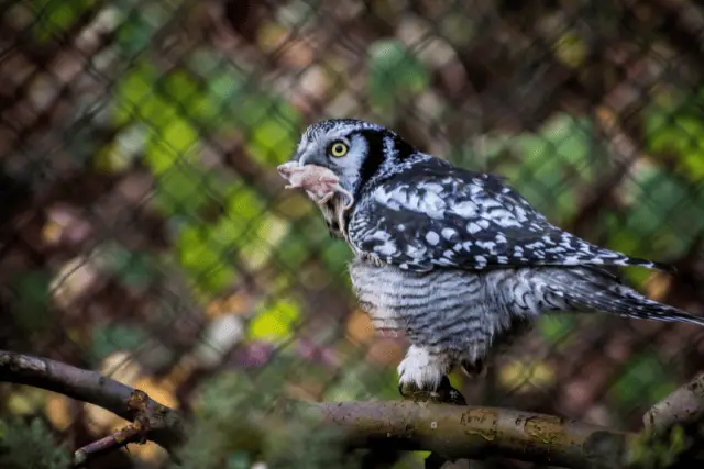 owl munching on a live prey
