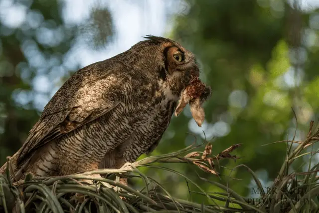 owl munching on a rabbit's head