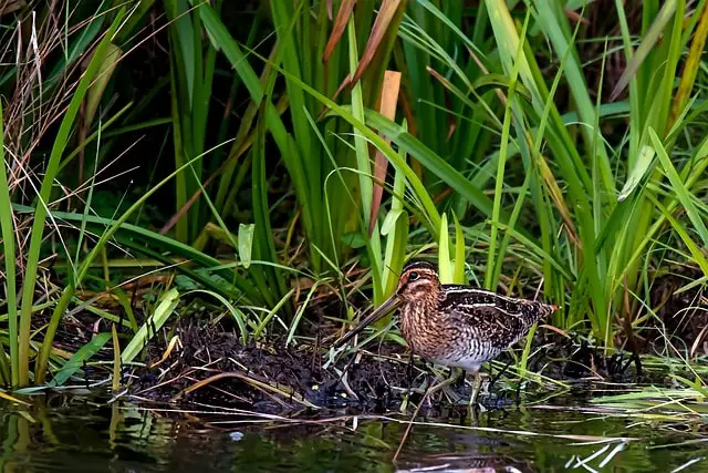 American Woodcock