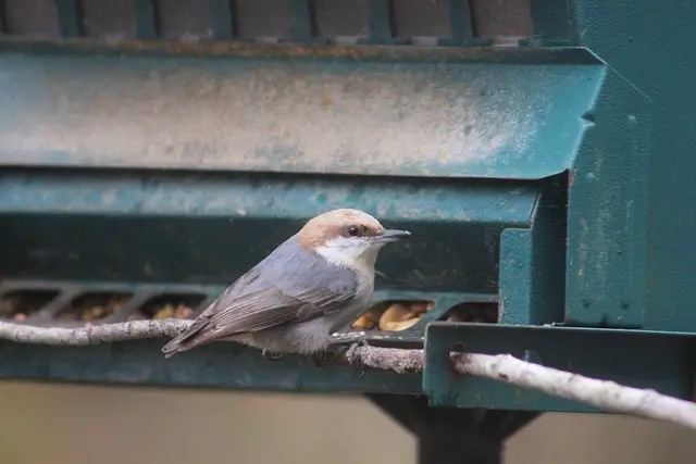 Brown-headed Nuthatch