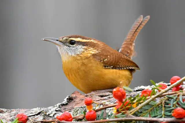 Carolina Wren