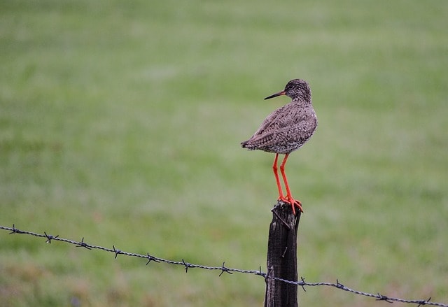 Common Redshank