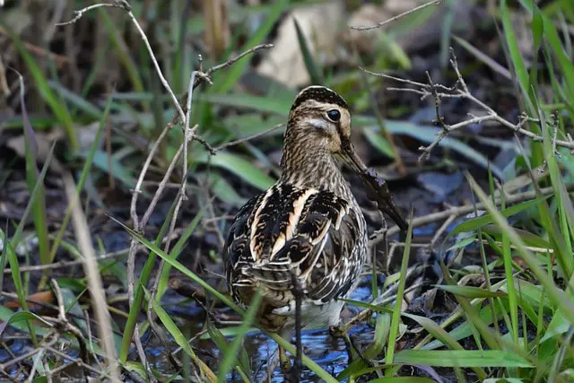 Common Snipe